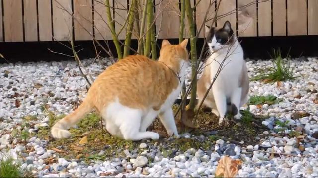 Rossini: "The Cats' Duet" Elisabeth Söderström & Kerstin Meyer смотреть онлайн