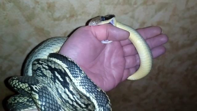 Укус взрослого тонкохвостого полоза (+18) смотреть онлайн