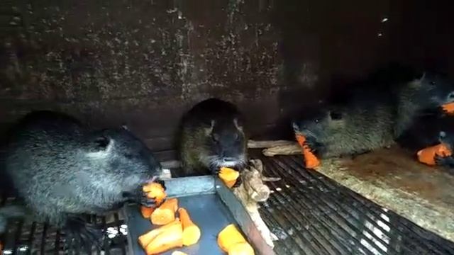 Нутрии лакомятся морковочкой смотреть онлайн