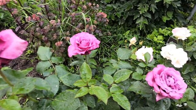 Роза Сенто роял (Senteur Royale) смотреть онлайн