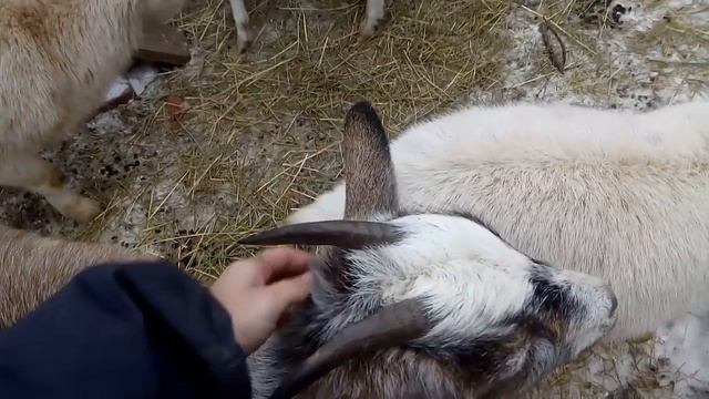Кормим зерном, я не знаю, как отличить покрытых от непокрытых
