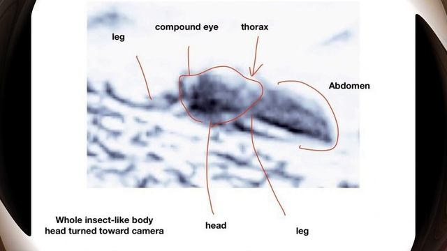 Космическая конфета. Мистический метеорит. Жизнь на Марсе. Компоненты для жизни на Меркурии смотреть онлайн