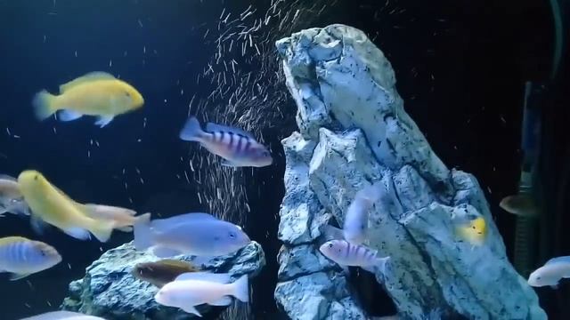 Малавийские цихлиды ЧАСТЬ 2 Содержание смотреть онлайн