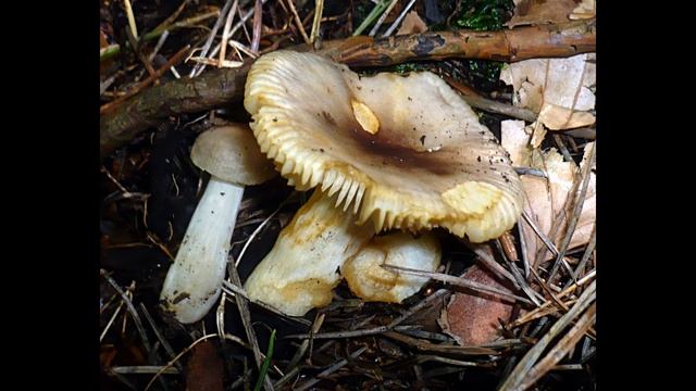 Russula puellaris смотреть онлайн