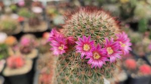Cactus  Mammillaria backebergiana Flowers