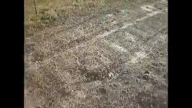 Наблюдаем за шафраном ноябрь 2016 смотреть онлайн