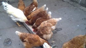 Куры Ломан Браун. Содержание, кормление, яйценоскость.