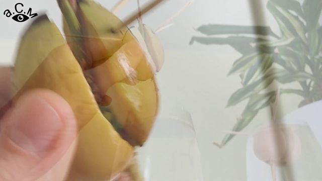 HOW TO PLANT AN SEED AVOCADO - ОТГЛЕЖДАНЕ НА АВОКАДО ОТ КОСТИЛКА ДО РАСТЕНИЕ а.С.м смотреть онлайн