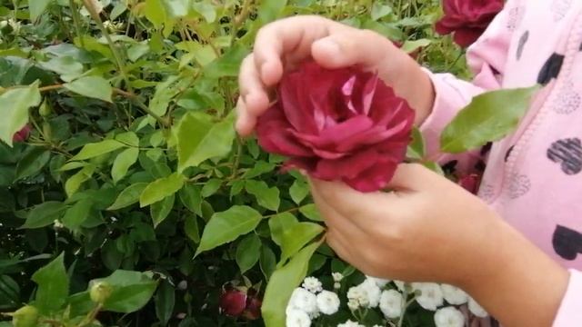 Самые лучшие розы нашего сада. Часть первая. смотреть онлайн