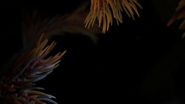 ?Давайте поговорим, ведь повод есть | ХВОЯ ПОДКАСТ смотреть онлайн