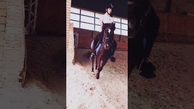 Лошади#Бантик#фото смотреть онлайн