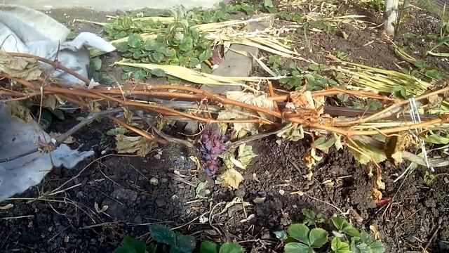 Сорт винограда Юпитер. смотреть онлайн