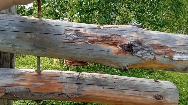 калитка из жердей, быстро и просто