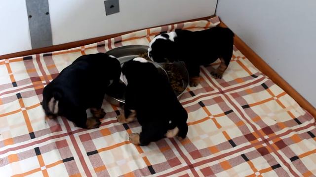 Английский Бульдог чёрный три колор 3щенка кушают смотреть онлайн