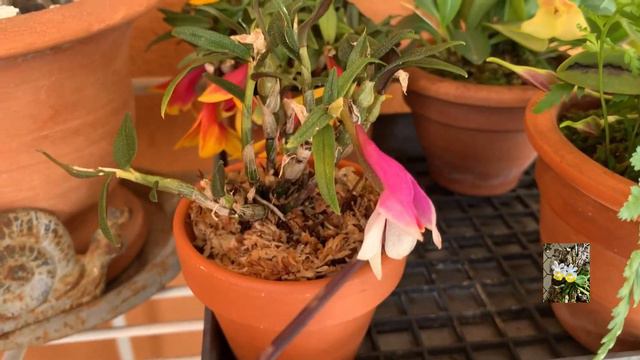 Дендробиум Катбертсона, Dendrobium cuthbertsonii. Мой уход. смотреть онлайн