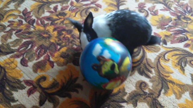 Кролик с мячиком смотреть онлайн