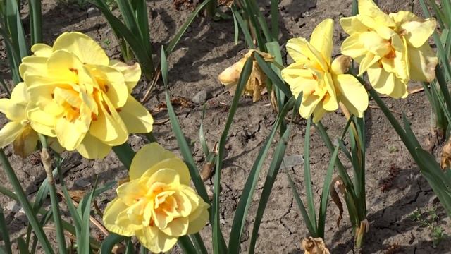 Narcissus ´Tahiti´