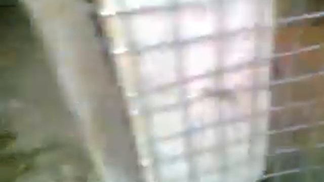 criadero ronald смотреть онлайн