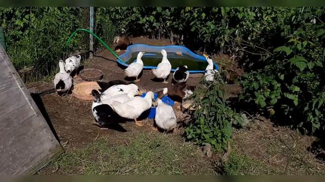 Кормление подрощенных башкирских уток, гусей и кур. смотреть онлайн