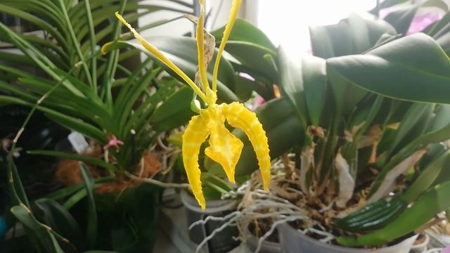 Орхидея цветет без перерыва 1.5 года✔️Psychopsis Mariposa Alba смотреть онлайн