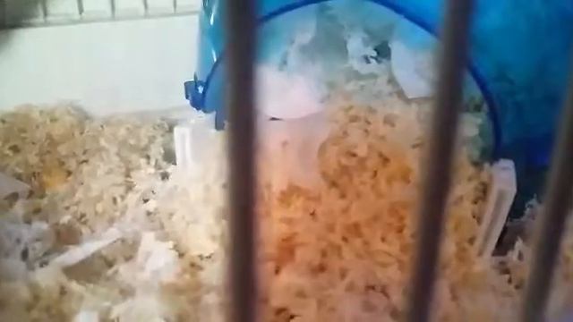 Хомяки дерутся!!!😦 смотреть онлайн