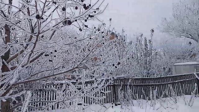 хурма виргинская, плоды висят до весны смотреть онлайн