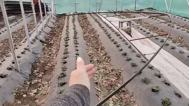Рассада клубники растёт ??.. Чистим теплицы. Готовимся к сезону ????? смотреть онлайн