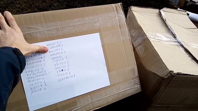Стаканы для саженцов Клубники. Список сортов. смотреть онлайн