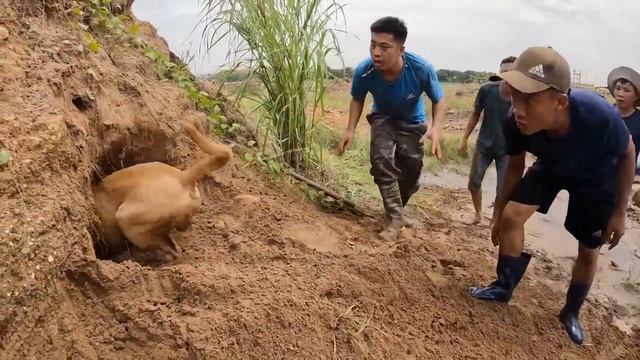 Hunter Kills Monster Kong And 3 Giant Pythons _ King Of Survival ( 720 X 1280 60fps )2022 смотреть онлайн