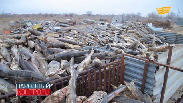 В чем причина массового мора осетровых в Атырауской области смотреть онлайн