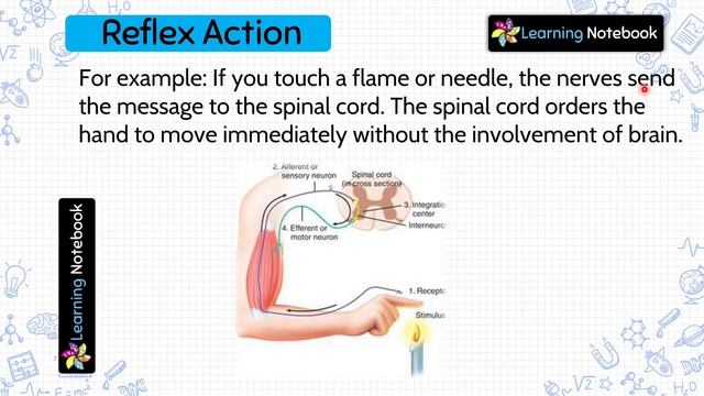 Class 5 Science Nervous System смотреть онлайн