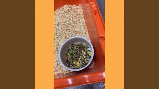 ?Уборка у морской свинки ? смотреть онлайн