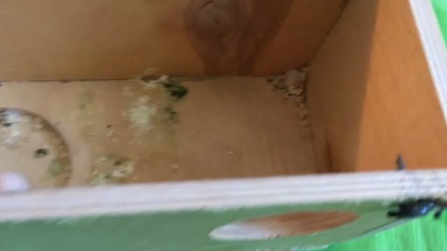 Первые яйца! Разведение волнистых попугаев. смотреть онлайн