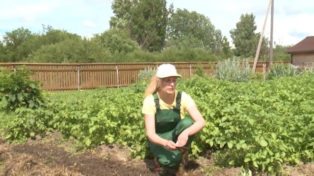 «Ленивый» огород: вологжанка рассказала об альтернативных агротехнологиях смотреть онлайн