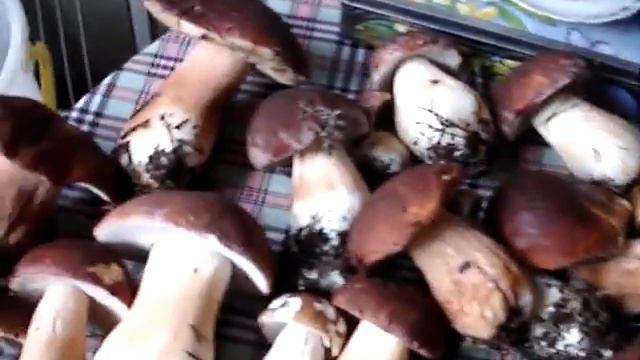 боровички смотреть онлайн