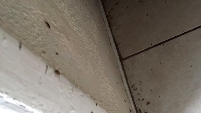 ? RAID Roach Fogger Effectiveness - Army Of Cockroaches Exterminated