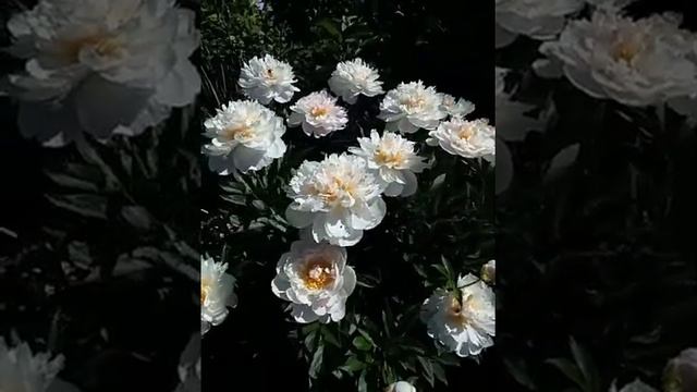 Пион 'Miss America', Подмосковье, 2022 смотреть онлайн