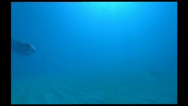 TRILOGY OF LIFE - Walking with Beasts & sea monsters - "dorudon" смотреть онлайн