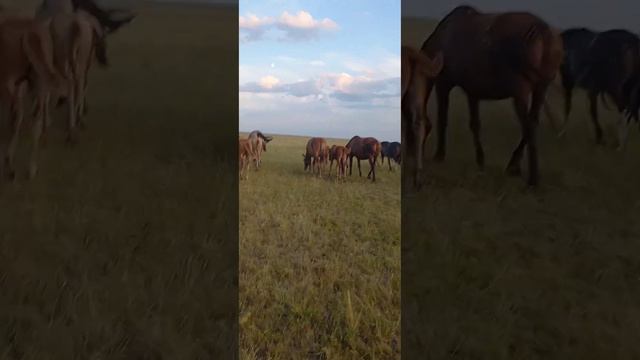 Жара лошади не пасутся пастбище смотреть онлайн