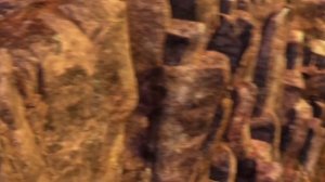 Храбрая сердцем, песня птицей стать