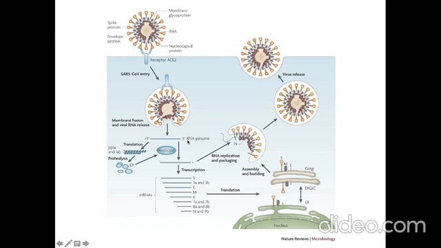 SARS-CoV-2, The Virus That Causes COVID 19_Part 1