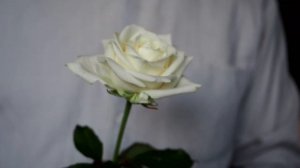 Белая роза. Елена Решетняк