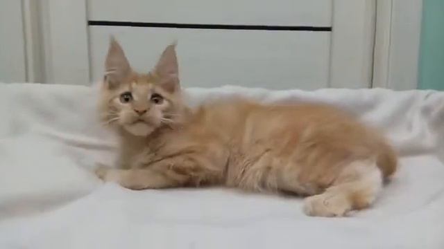 Красный солидный кот Мейн-кун смотреть онлайн