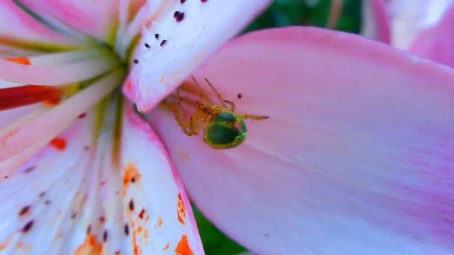 Зеленый Паучок. Паук С Зеленым Брюшком. Araniella cucurbitina. Пауки Видео. Футажи для видеомонтажа смотреть онлайн
