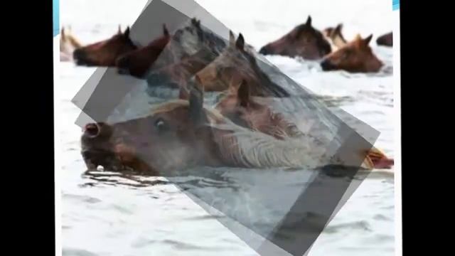 Владимир Танцюра "Лошади в океане"((( смотреть онлайн