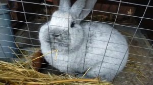 КРОЛИКИ//ОКРОЛЫ БСС ЗИМОЙ//Кролики, содержание и разведение