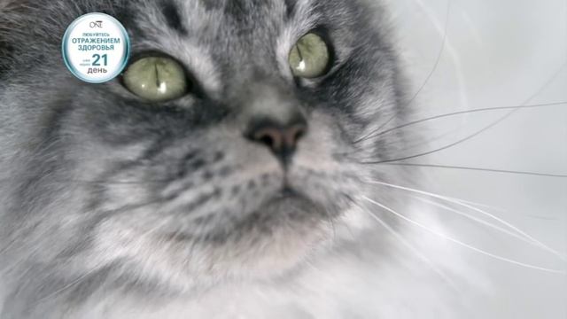 PURINA ONE® Промо