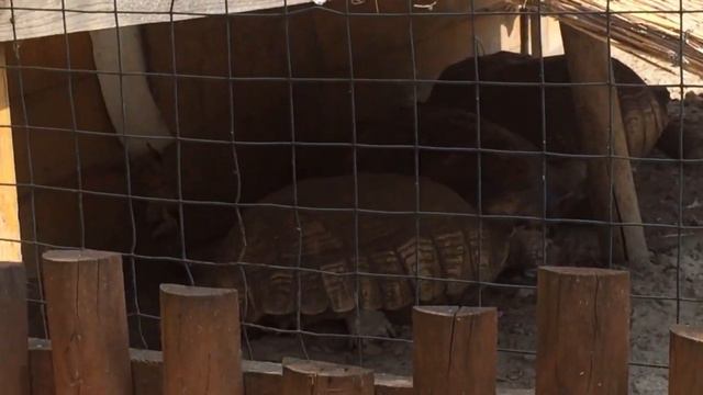 Подорож до Львівського Zoo Limpopo🐍 смотреть онлайн