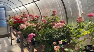 Перемены. Какие пеларгонии выкинула.