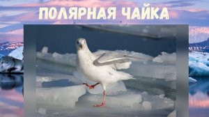 Кто где живёт? Животные северного полюса.